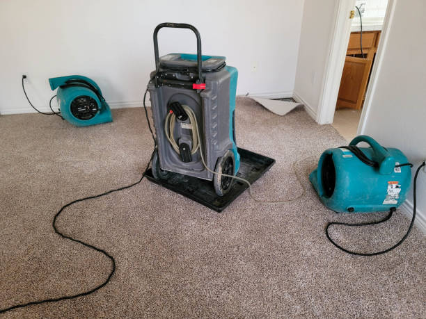 Best Mold removal after water damage  in Somersworth, NH